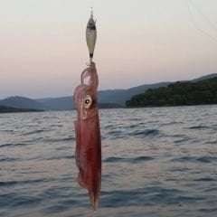Wounded Fish Bukva 2.0 Kalamar Zokası