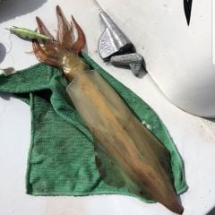 Wounded Fish Bukva 2.0 Kalamar Zokası