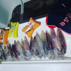 Soft Natural Kanjac 1.5 Kalamar Zokası Gray