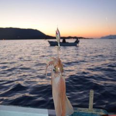 Premium Pirka 1.5 Kalamar Zokası Blue